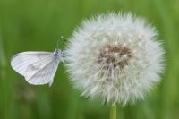 Dagvlinders vormen de best bestudeerde insectengroep (foto: Jinze Noordijk)