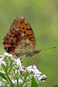In Zuidoost-Europa komt de braamparelmoervlinder regelmatig voor (foto: Kars Veling)