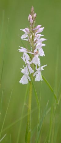 Gevlekte orchis (foto: Jerry van Dijk)