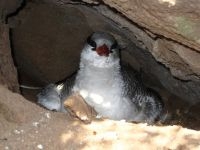 Tropische keerkringvogel jong, red billed tropicbird young (foto: DCNA)