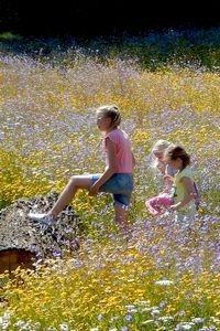 In het eerste jaar vaak erg veel eenjarigen. De komende jaren moeten de meerjarige planten gaan bloeien (foto: Kars Veling)