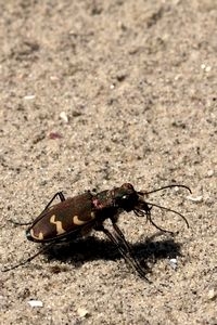 Op kale zandplekken kwamen tientallen bronzen zandloopkevers voor (foto: Kars Veling)