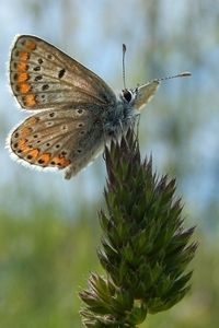 Bruin blauwtje (foto: Kars Veling)