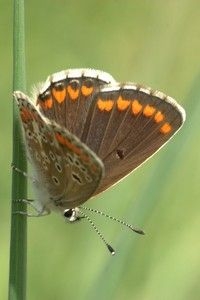 Een Rode Lijstsoort als het bruin blauwtje kan bedrijventerreinen als aanvullend leefgebied gebruiken (foto: Kars Veling)