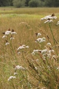 Bloeiende planten trekken erg veel vlinders aan, zoals hier bruin zandoogjes (foto: Kars Veling)