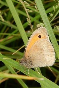 De bruin zandoogjes komen voorzichtig los en markeren het einde van de junidip (foto: Kars Veling)