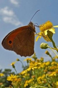 Bruin zandoogje zat verspreid in de tijdelijke natuur in Delfzijl (foto: Kars Veling)