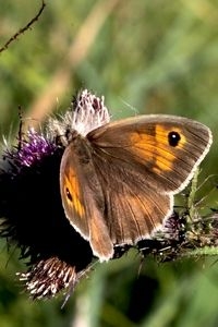 Vrouwtjes van bruin zandoogjes hebben veel oranje op de bovenzijde (foto: Kars Veling)