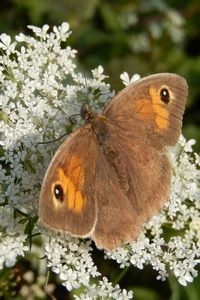 Vrouwtjes bruin zandoogje hebben een oranje vlek op de bovenkant, mannetjes zijn gewoon bruin van boven (foto: Kars Veling)