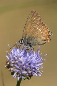 In het PWN-terrein bevindt zich de belangrijkste populatie van de bruine eikenpage (foto: Kim Huskens)