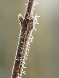 Bijzondere foto’s zijn te maken van bruine winterjuffer in rijp en sneeuw (foto: Jordi Strijdhorst)