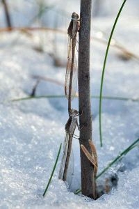 Bruine winterjuffers, het lijkt een tandem, maar ze zitten los van elkaar (foto: Andre den Ouden)