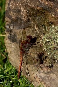 Libellen zoeken door de zon beschenen kale plekken op om op te warmen, zoals deze bruinrode heidelibel (foto: Kars Veling)