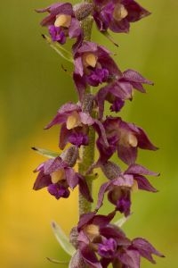 Bruinrode wespenorchis (foto: Mark Meijrink)