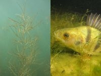 Smalle fonteinkruiden kunnen zowel in diep als ondiep zoet water voorkomen (foto links: Klaus Van de Weyer; foto rechts: Wim Brederode)