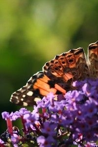 In een goed jaar voor de distelvlinder zijn er soms veel op de vlinderstruik te vinden (foto: Kars Veling)