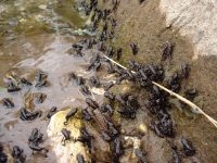 Kleine padden kruipen massaal het land op (foto: Gerard Smit)