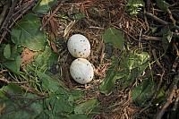 Buizerdnest (foto: Saxifraga, Martin Mollet)