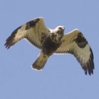 Ruigpootbuizerd (foto: Saxifraga-Mark Zekhuis)