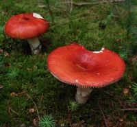 Appelrussula (foto: Rob Chrispijn)