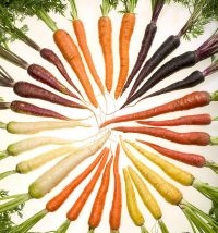 Carotenoiden zijn ook betrokken bij de kleur van wortels (foto: Stephen Ausmus)