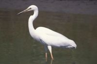 Grote zilverreiger (foto: Saxifraga-Piet Munsterman)