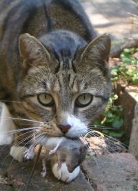 Kat met muis (foto: Lxowle)