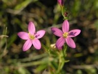 Strandduizendguldenkruid (foto: Saxifraga-Hans Dekker)