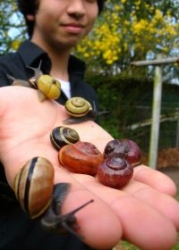 Slakken met verschillende kleurvormen (foto: Menno Schilthuizen)
