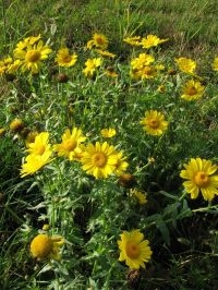 Gele ganzenbloem (foto: Rutger Barendse)