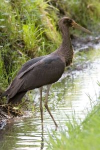 Jonge zwarte ooievaar (foto: Saxifraga-Mark Zekhuis)