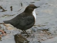 Zwartbuikwaterspreeuw (foto: Thomas Kraft)