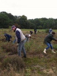 Berken weg, jeneverbes laten staan (foto: Ineke Radstaat)