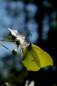 Citroenvlinders zijn nog volop aanwezig, zowel mannetjes als (al dan niet ei-afzettende) vrouwtjes (foto: Kars Veling)