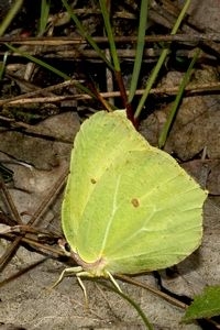 Een zonnend citroenvlindermannetje op dode bladeren (foto: Kars Veling)