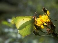 Citroenvlinder, mannetje. Foto: Kars Veling