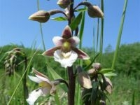 Moeraswespenorchis (foto: Maarten Kalisvaart)