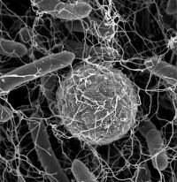 Spore omwikkeld door zweepdraden van omringende bacteriën (foto: courtesy Colin J. Ingham)