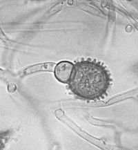 Conidium Kluifzwameter (foto: Menno Boomsluiter)