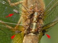 Vijf exemplaren van de libellenbijtmug zittend op de vleugeladers van een vuurlibel (foto: René Manger)