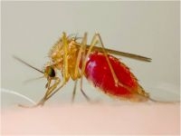 Bloedzuigend vrouwtje huissteekmug Culex pipiens (foto: Hans Smid, Bugs in the Picture)