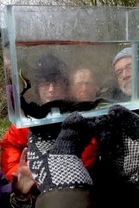 Prachtige kamsalamanders en andere soorten konden door iedereen goed bekeken worden in het cuvet (foto: Kars Veling)
