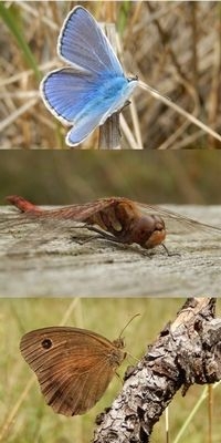 Nederlandse en buitenlandse dagvlinders, maar ook libellen komen aan bod op de puzzeldag (foto’s: Kars Veling)