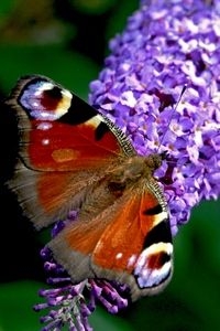 Dagpauwoog op vlinderstruik (foto: Kars Veling)