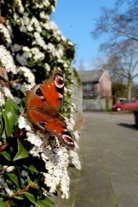 De nu overal bloeiende Viburnum trekt erg veel vlinders, zoals deze dagpauwoog (foto: Kars Veling)