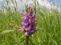 Rietorchis in De Staart, Oud-Beijerland (foto: Esther Linnartz)