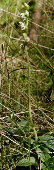 Dennenorchis op Utrechtse Heuvelrug (foto: Floris Brekelmans)