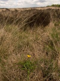 De meeste planten staan in een zeer hoge en dichte vegetatie met veel strooisel (foto: Gerard Oostermeijer)