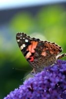 De vlinderstruik is een geliefde nectarbron voor de distelvlinder (foto: Kars Veling)
