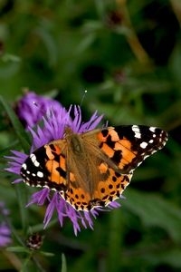 De verse vlinders zijn felgekleurd, en omdat de rupsen prima te eten hebben gehad zijn ze ook groot (foto: Kars Veling)